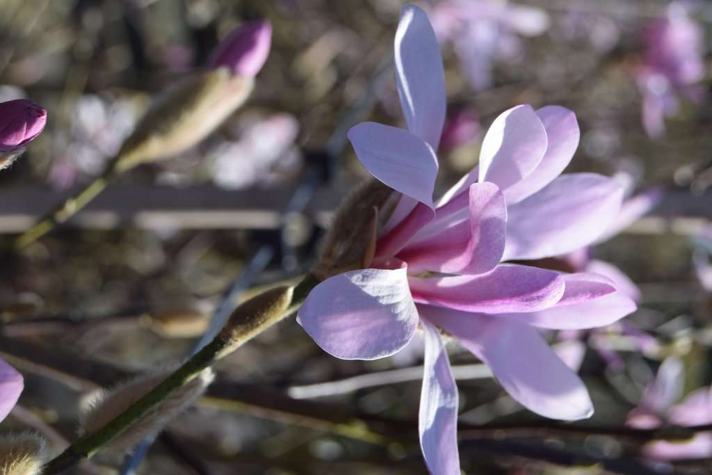 Magnolia x loebneri 'Leonard Messel' 175-200 cm